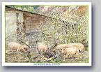 Postkarte Im Weserbergland Schweine